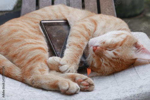 Fototapeta Naklejka Na Ścianę i Meble -  orange tabby cat sleep with mobile phone  on old chair