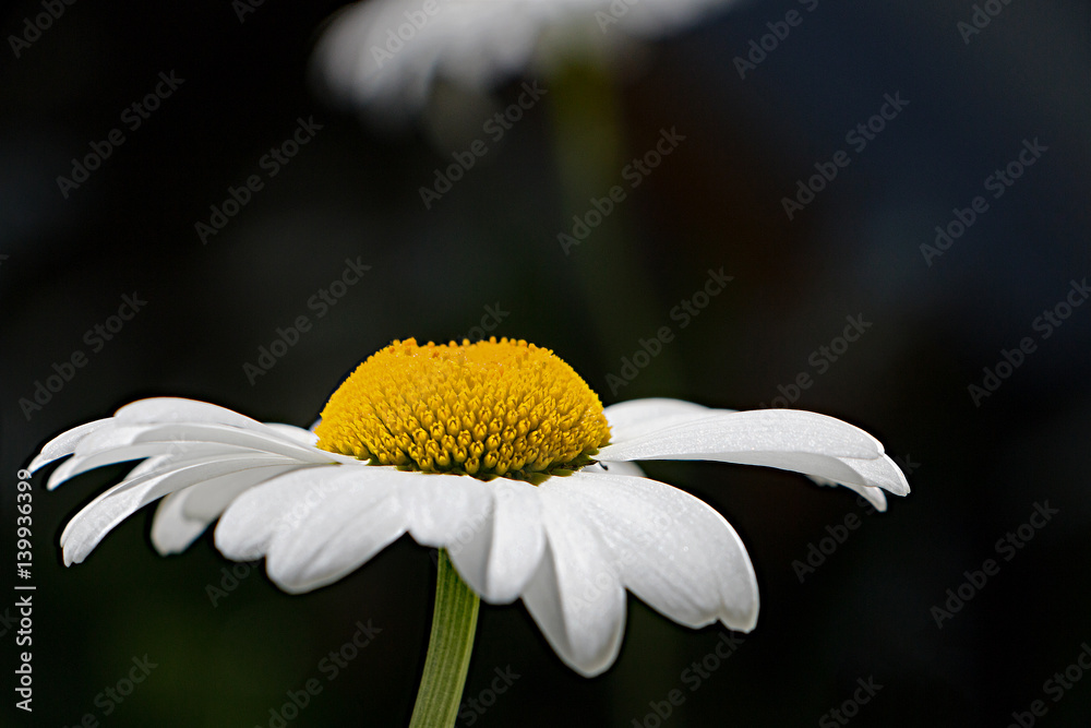 Margarete StockFoto Adobe Stock