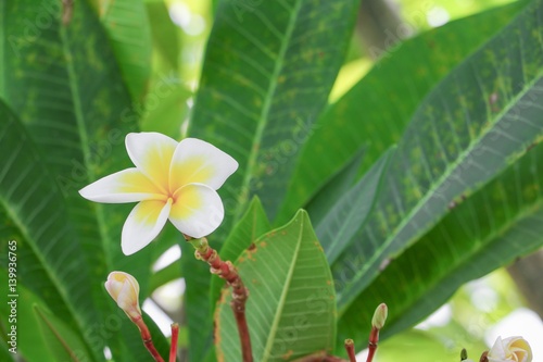 plumeria flower desert rose white beautiful on the tree © pramot48