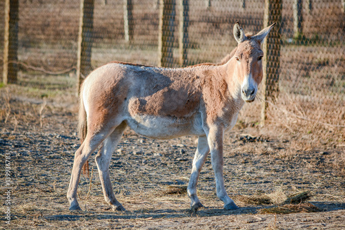 Donkey with hay in his mouth. In captivity behind the bars. On blurred background.