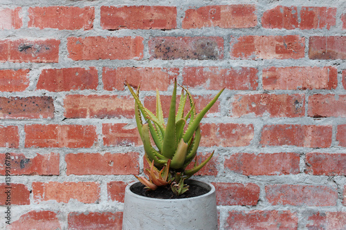 Aloe in pot against brick wall