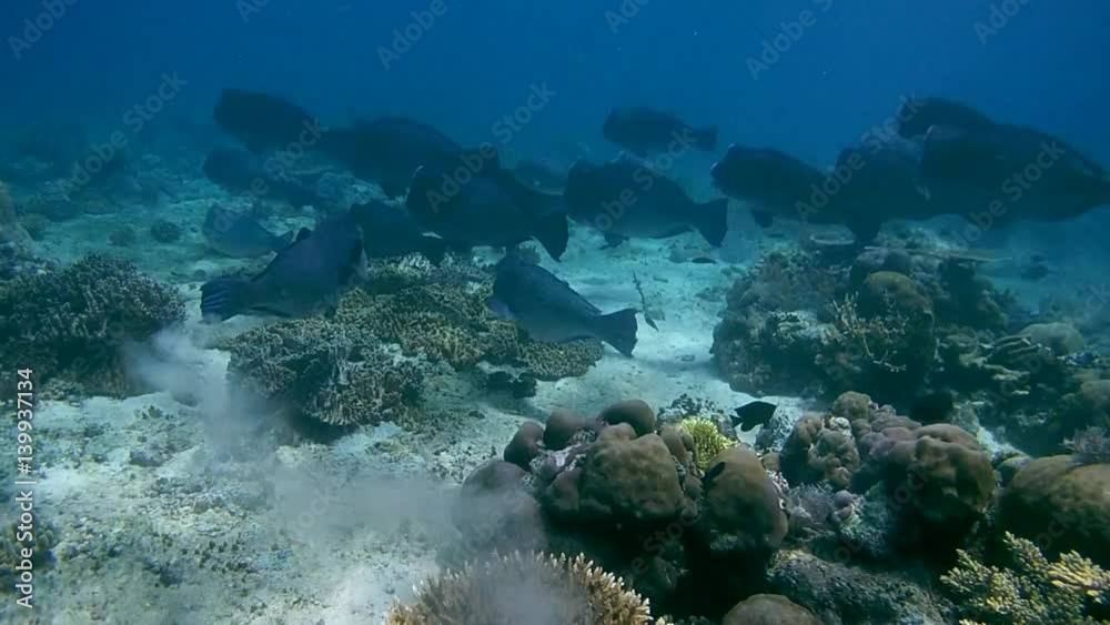 school of fish, Green Humphead Parrotfish - Bolbometopon muricatum feeding on a coral reef, Oceania, Indonesia, Southeast Asia
