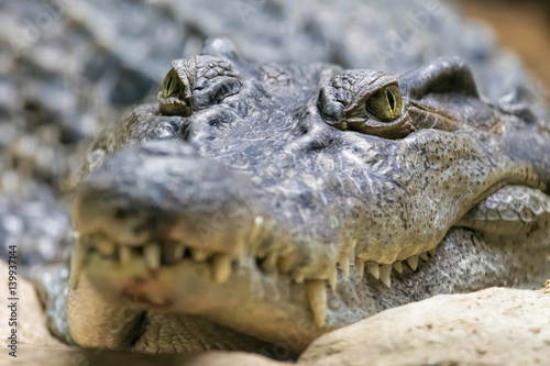 Philippine Crocodile Looking. (Crocodylus mindorensis) photo