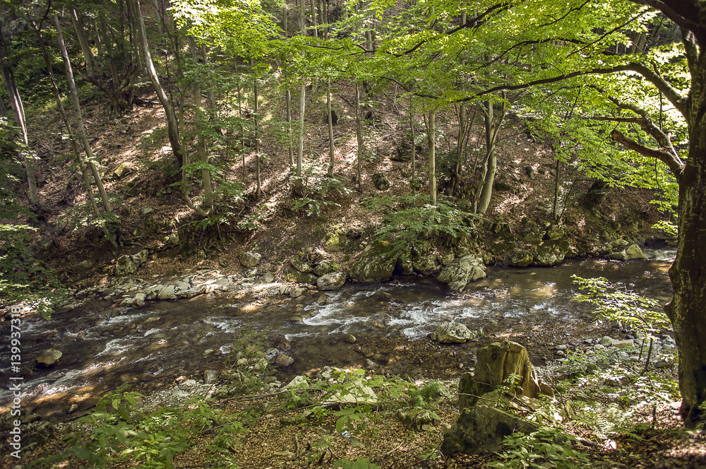 Obraz premium Forest wild river landscape