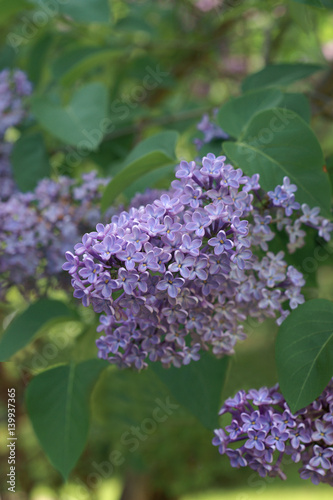 Blooming lilac   Syringa   in a garden