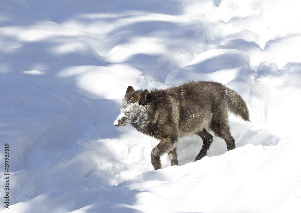 Naklejka premium Black wolf (Canis lupus) walking in the winter with snow on its face
