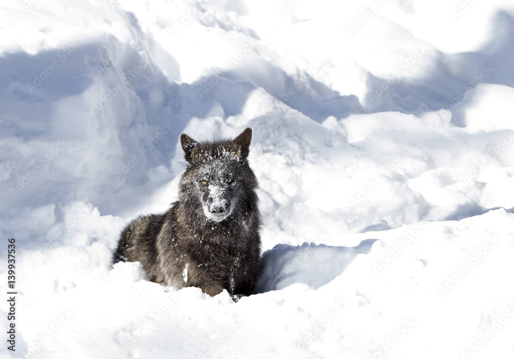 Naklejka premium Black wolf (Canis lupus) sitting in the winter snow with snow on its face