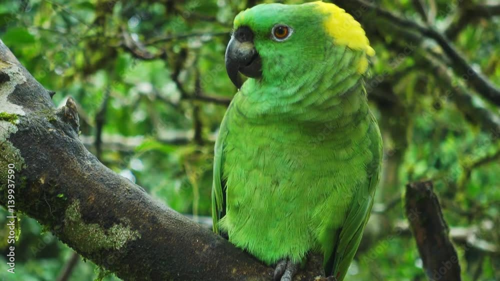 yellow naped parrot looking to the camera yellow naped parrot looking to the camera