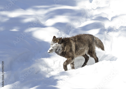 Black wolf  Canis lupus  walking in the winter with snow on its face