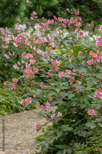Obraz na płótnie Flowers w salonie