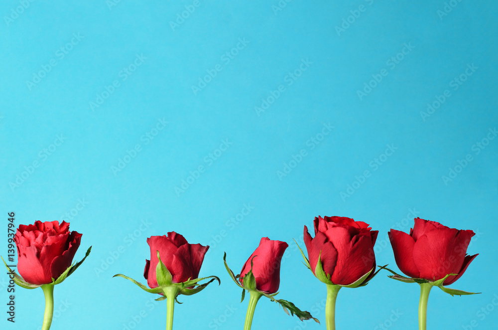 Row of Five Red Roses Standing Upright against Light Blue Background ...