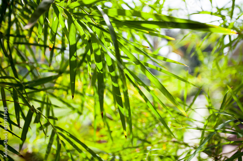 Bamboo leaves close-up background