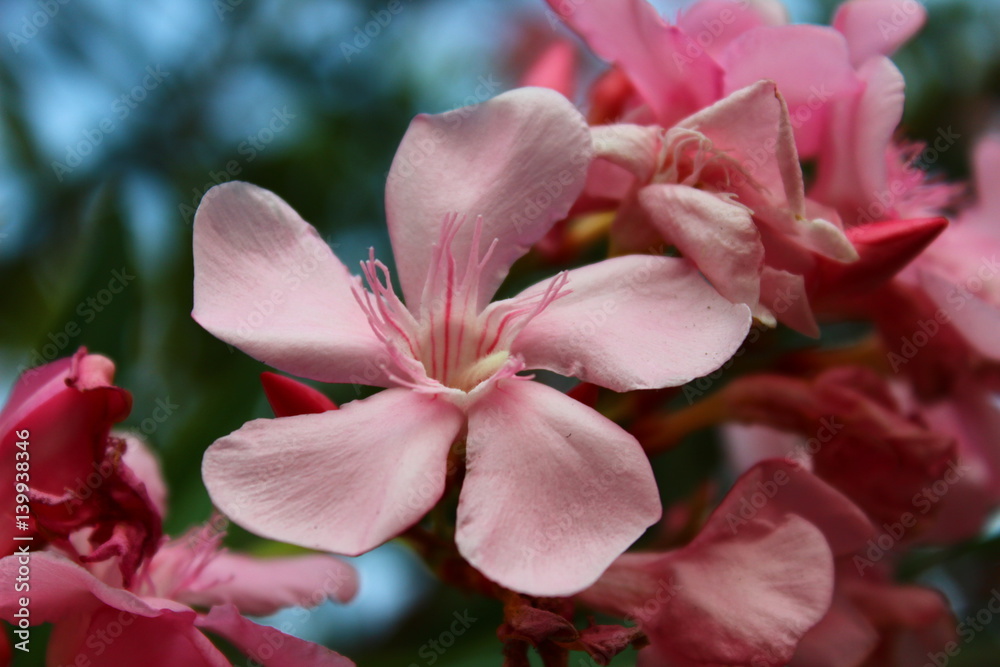 pink flowers pink flowers