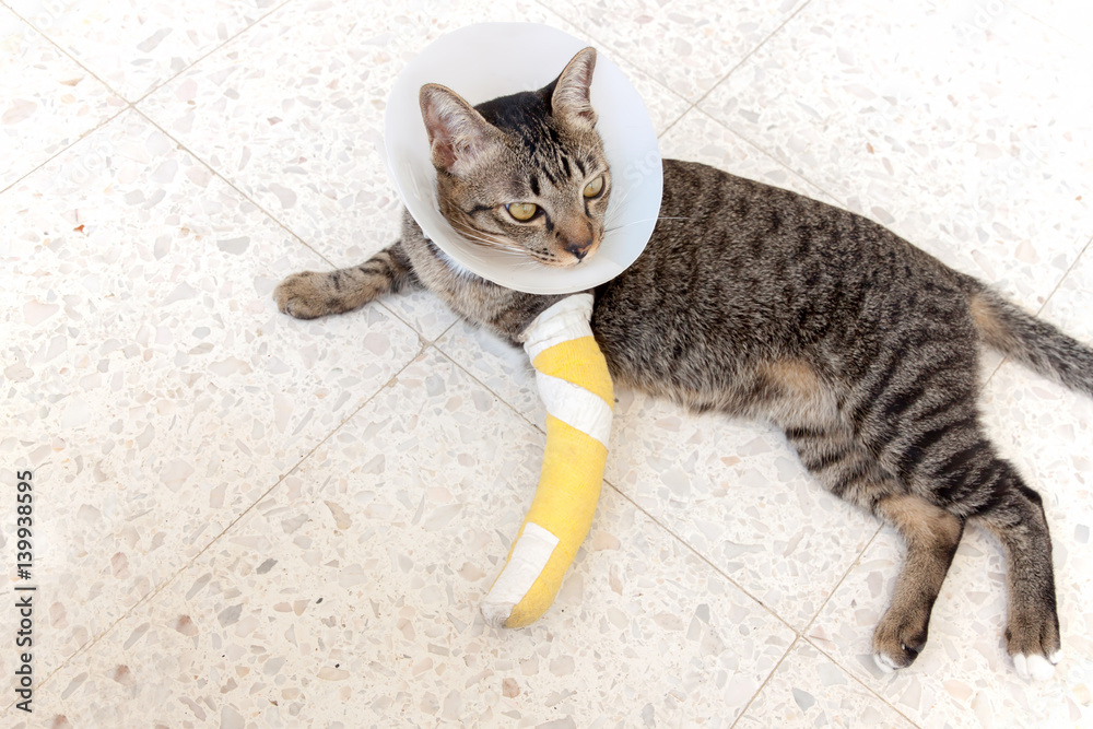 broken leg splint cat Stock Photo | Adobe Stock