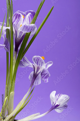 Fototapeta Naklejka Na Ścianę i Meble -  Фрагмент куста крокуса весеннего на фиолетовом фоне
