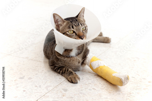 broken leg splint cat