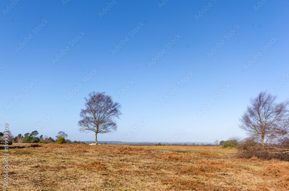 Fototapeta premium Appleslade Inclosure