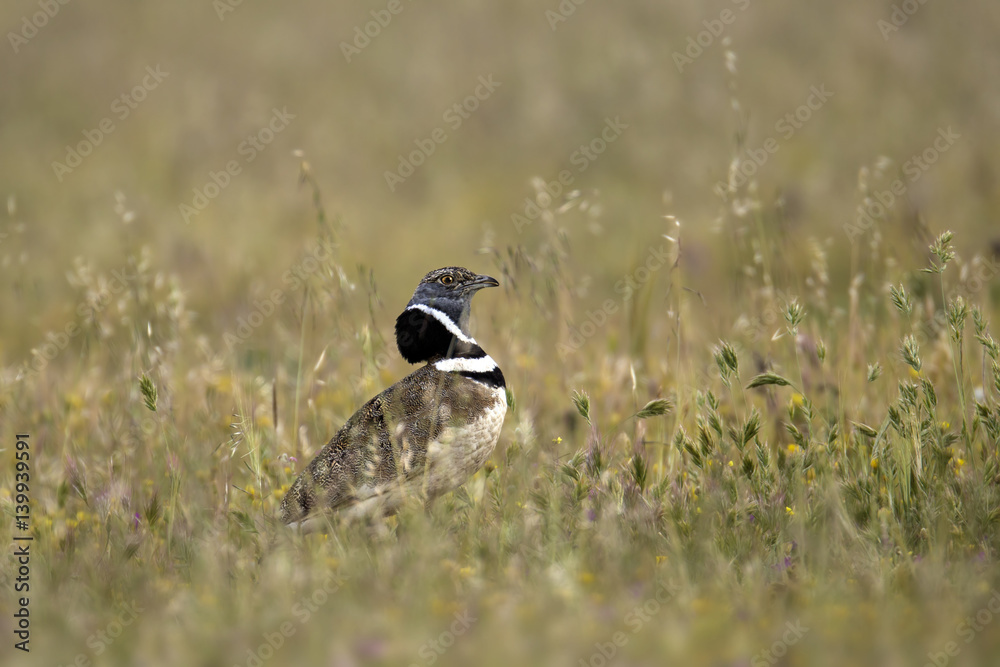 Obraz premium animal