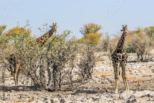 Two giraffes at Kalkheuwel waterhole in Etosha national park  Namibia.