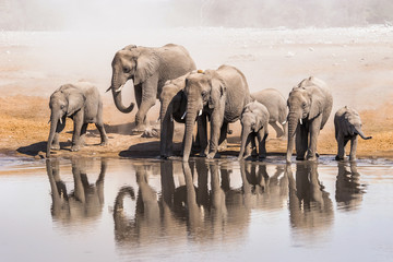 Papier peint photo Éléphant Famille d'éléphants au point d'eau Etosha  © Anna