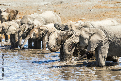 Bild auf Leinwand Herd of african elephants drinking and bathing at Chudop waterhole in Etosha Nat
