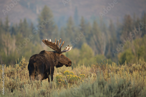 animal