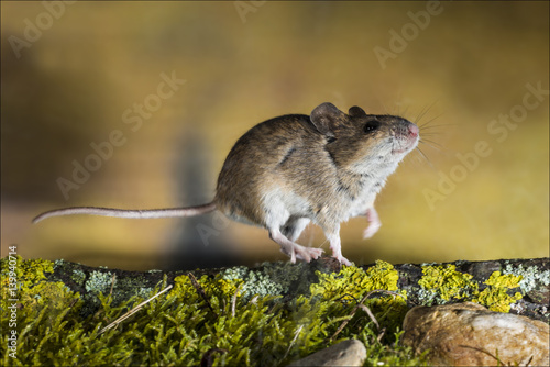 Foto animal