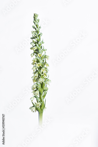 orchid photo