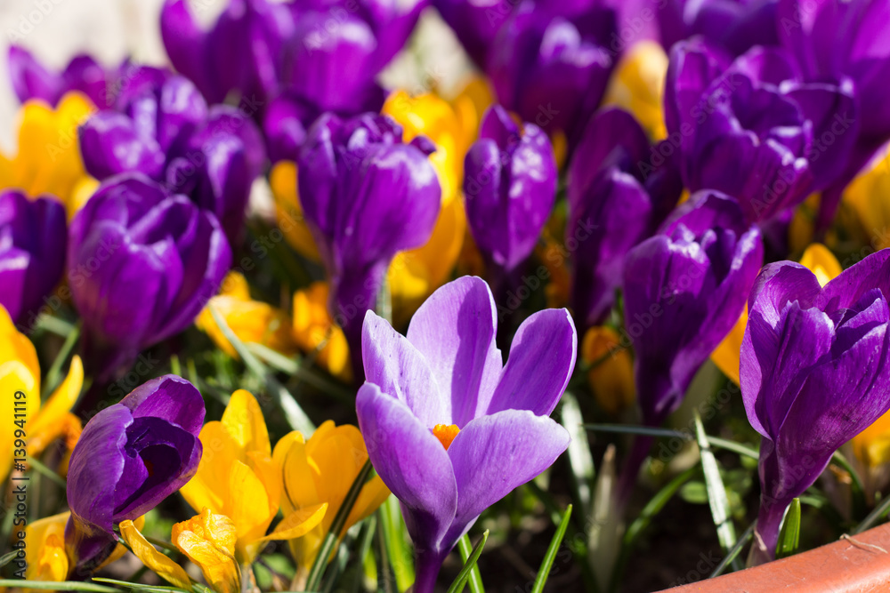 Crocus Flowers in the Garden Crocus Flowers in the Garden