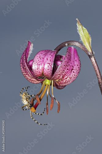 orchid photo