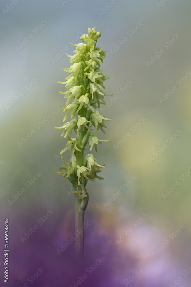 orchid orchid