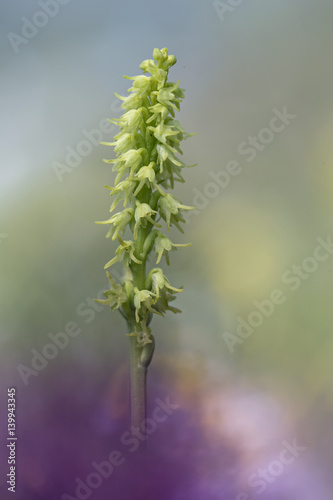 orchid photo