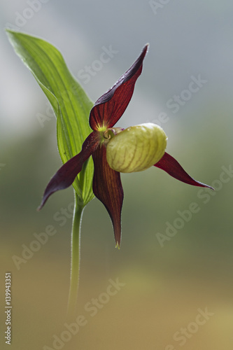 orchid photo