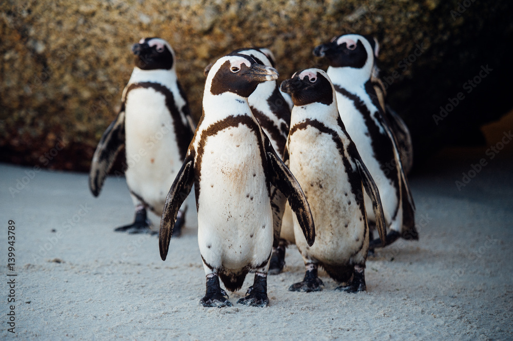 Naklejka premium Penguins at the beach