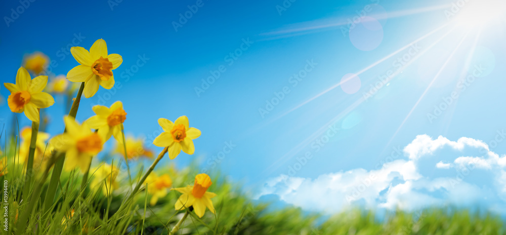 Obraz premium Wiosenny kwiat