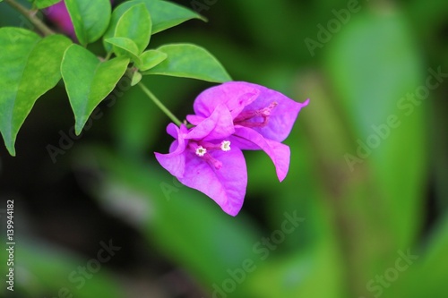 Bougainvillea flower purple beautiful in the garden