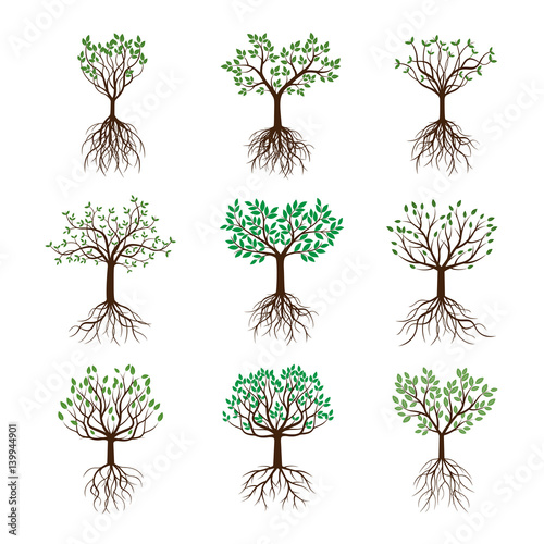 Set spring Trees with Leafs and Roots. Vector Illustration.