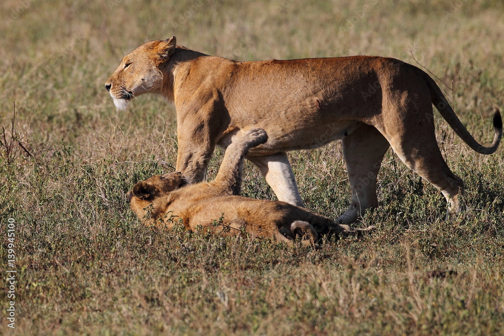 Naklejka premium animal