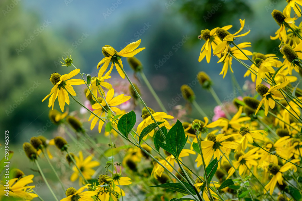 Beauty of nature