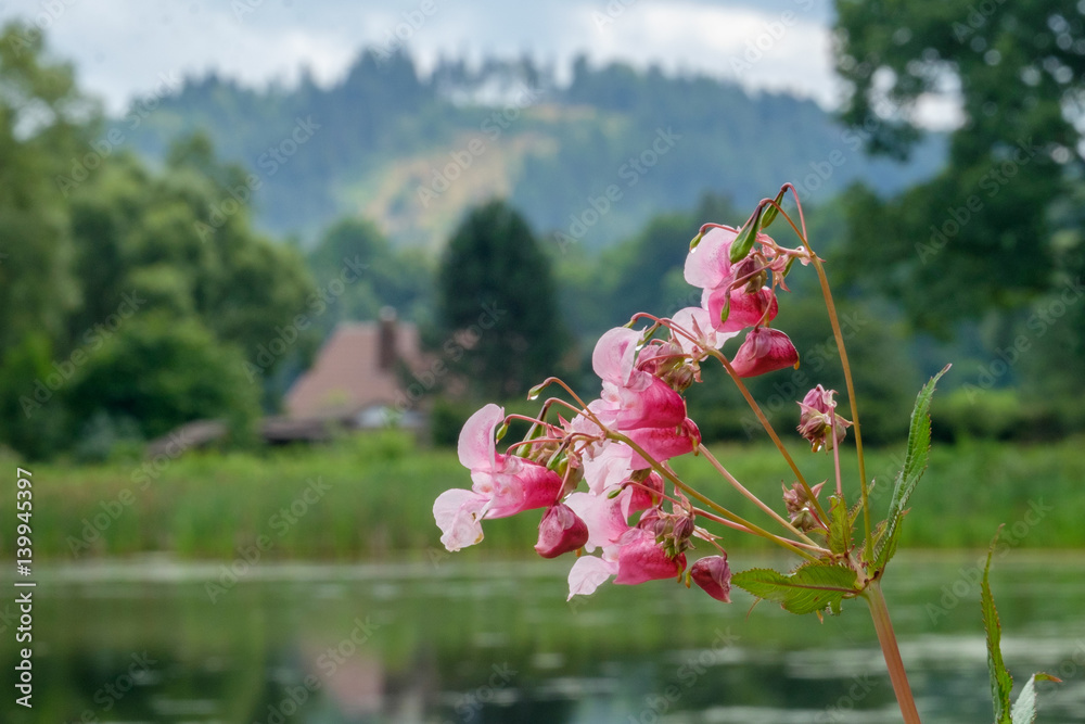 wild flowers