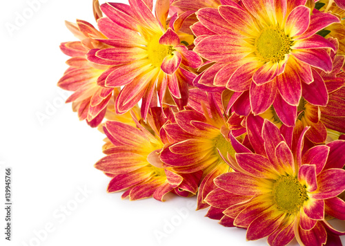 Beautiful of orange Chrysanthemum flowers