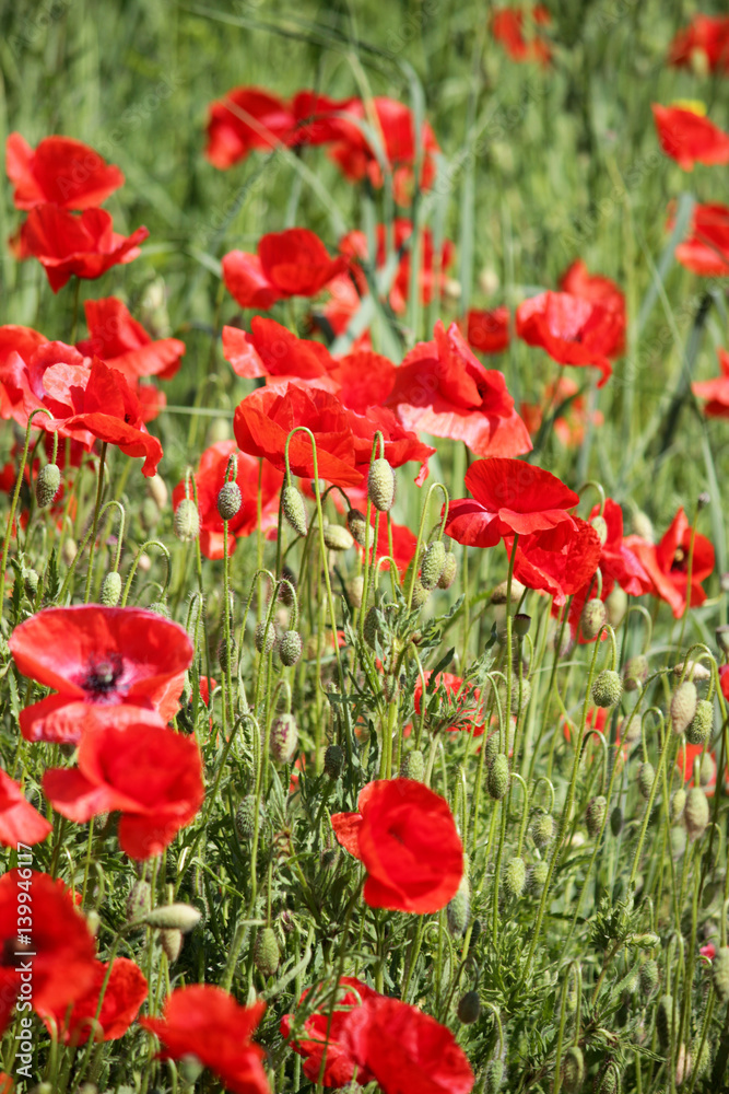 Fototapeta premium Poppies field, red flowers. Green and red colors in nature.