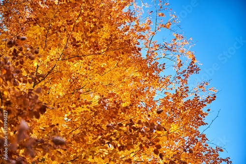 złote liście na drzewie na tle niebieskiego nieba