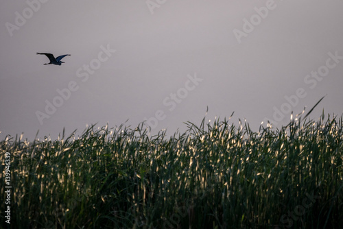 Flying bird over reeds of Jipe Lake, Kenya photo