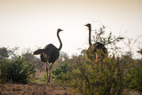 Ostriches on african savanna, Kenya