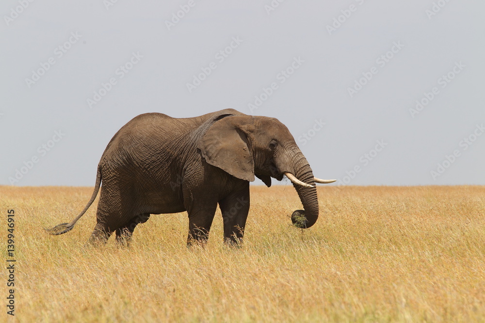 Obraz premium animal