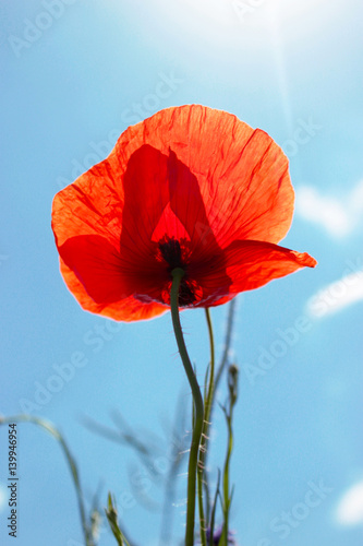 Red poppies on the blue sky background  close up.