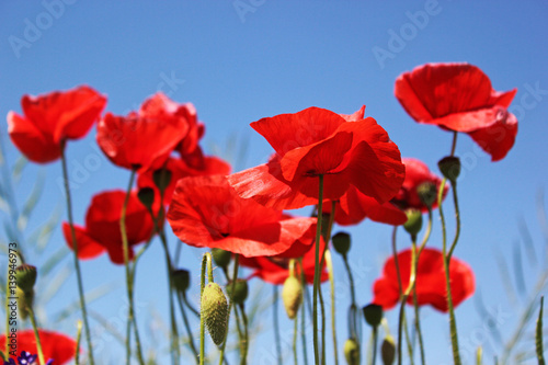 Red poppies on the blue sky background  close up.