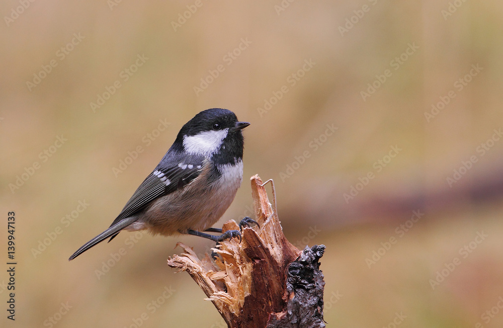 Fototapeta premium animal