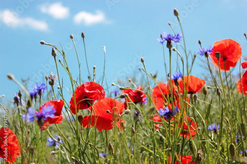 Red poppies and cornflowers on the blue sky background.